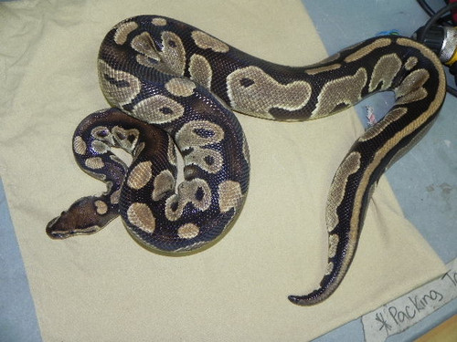 Normal Adult Female ball Pythons for sale