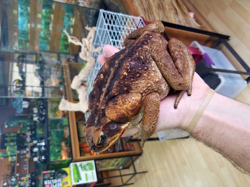 Giant Suriname Marine Toad for sale (Rhinella marina)