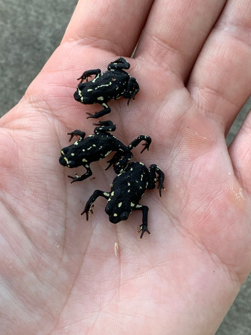 Bumble Bee Toads for sale 