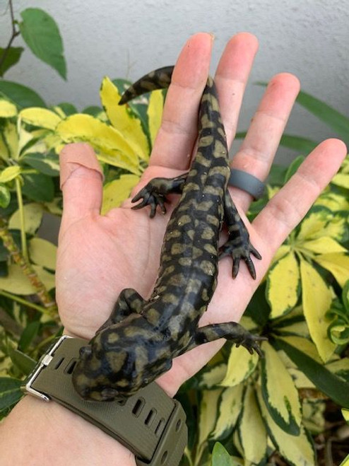 Tiger Salamander for sale (Ambystoma tigrinus) 