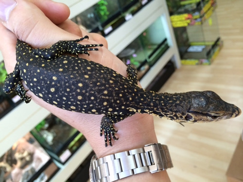 black water monitor for sale