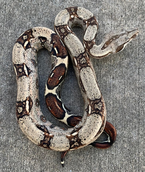 red boa constrictor