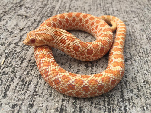 cheap western hognose snake for sale