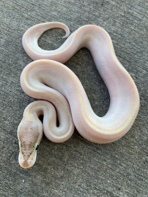 ball python ivory