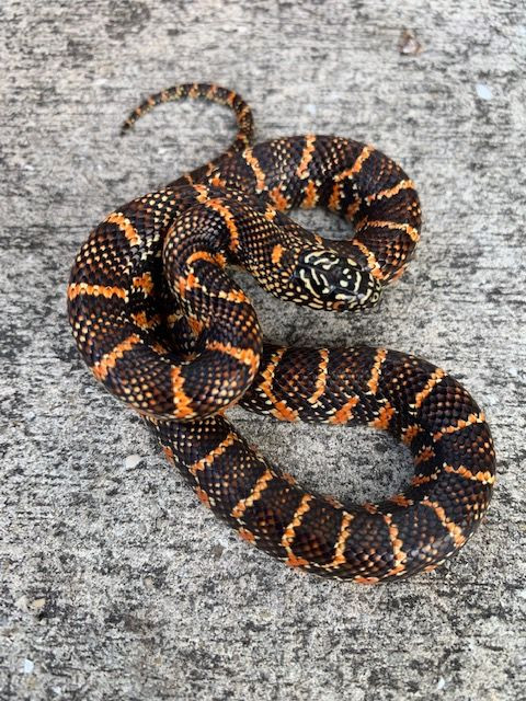 High Red Brooks King Snake for sale | Snakes at Sunset