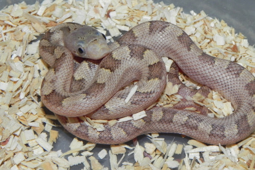 Hypo Yellow Rat Snake for sale (Elaphe obsoleta quadrivittata)