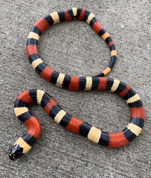 apricot pueblan milksnake