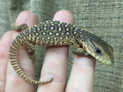 Baby Savannah Monitors for sale Baby Savannah Monitors for sale