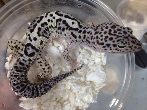 Mack Snow Leopard Gecko for sale