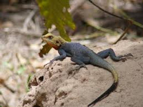 Red Head Agama for sale (Agama agama)