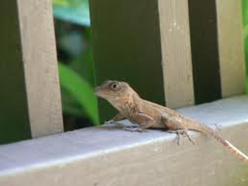 Big Head Anoles for sale (Anolis cybotes)