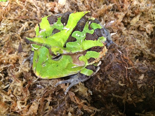 Suriname Horn Frogs for sale green