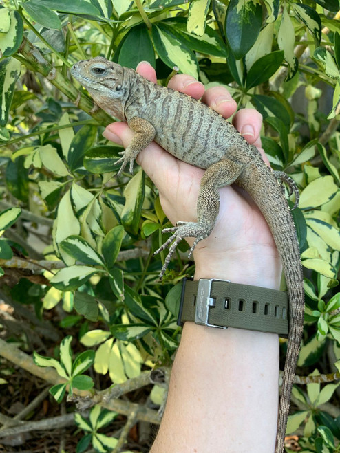 Rhino Iguanas for sale | Snakes at Sunset