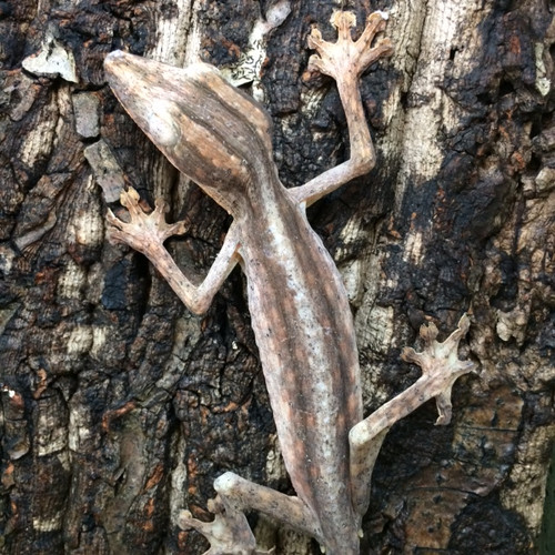 Lined Leaf Tail Geckos for sale | Snakes at Sunset