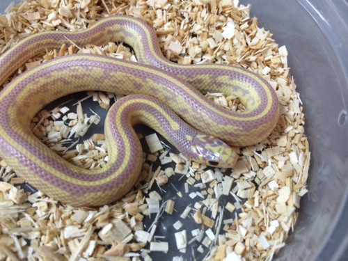 Red Eye Lavender Striped California King Snake for sale | Snakes at Sunset