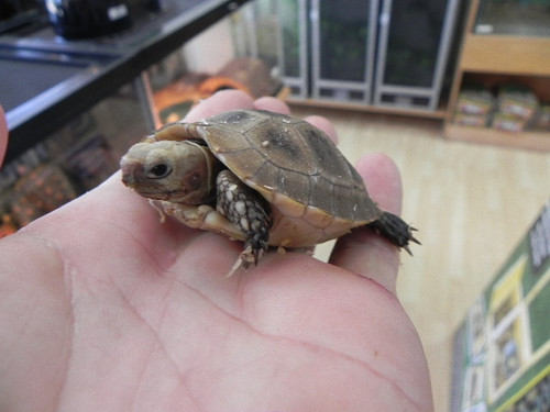 Baby Elongated Tortoises for Sale (Indotestudo elongata) APROX 3" OR SO 