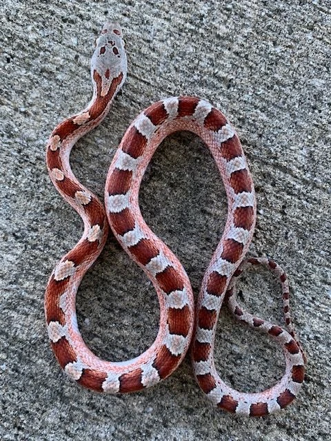 Pied Sided Blood Red Corn Snake