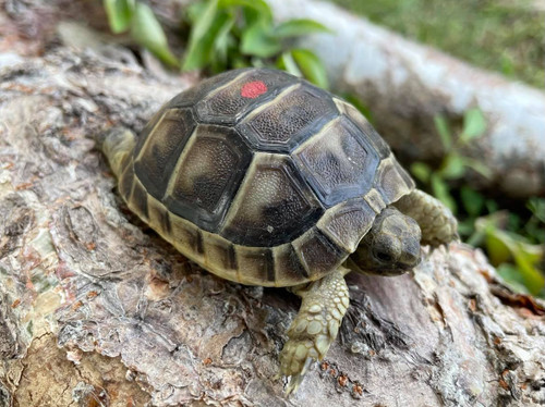 greek tortoise price