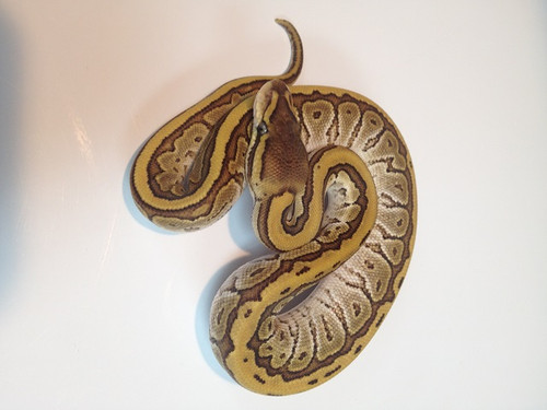 Jig Saw Ball Python for sale | Snakes at Sunset
