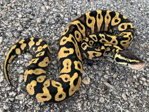 Pastel Yellow Belly Ball Python For Sale (Live Arrival Gaurantee)