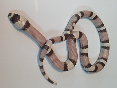 anerythristic honduran milksnake for sale