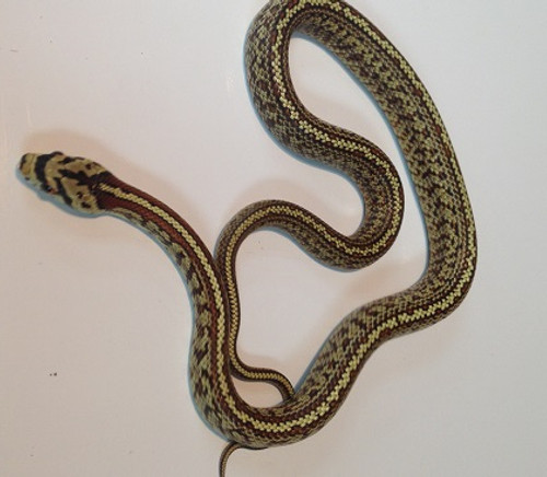 Striped Leopard Rat Snake (Elaphe flavirufa)