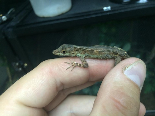 Anguilla Bank Anole for sale