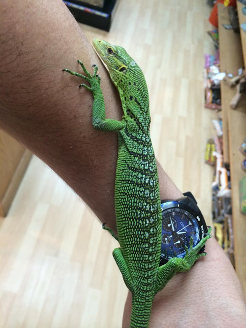 Yearling Green Tree Monitor for sale - female