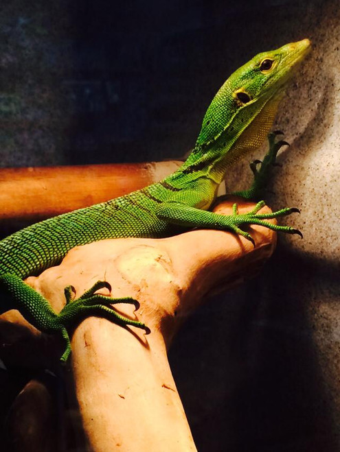 Adult Green Tree Monitors for sale