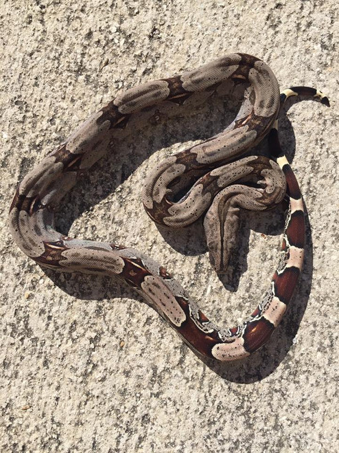 Baby Guyanan Red Tail Boas for sale