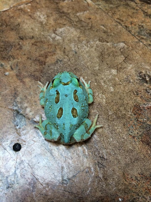 Samurai Blue Pac Man Frog for sale