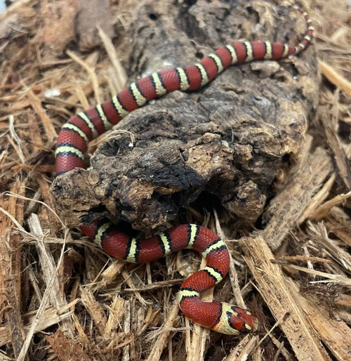 Hi Red Goins Kingsnake For Sale - Imperial Reptiles – IMPERIAL