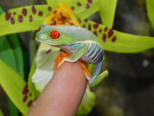 Red Eye Tree Frog for sale