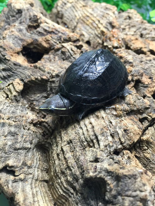 mini musk turtle for sale