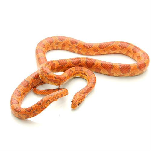 Ultramel Corn Snake for sale | Snakes at Sunset