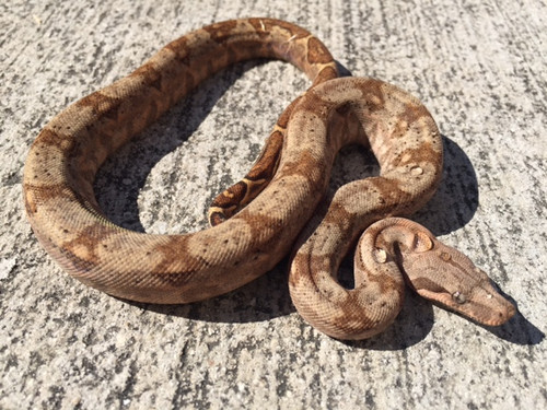 Hogg Island Boa Constrictor (Boa constrictor constrictor)