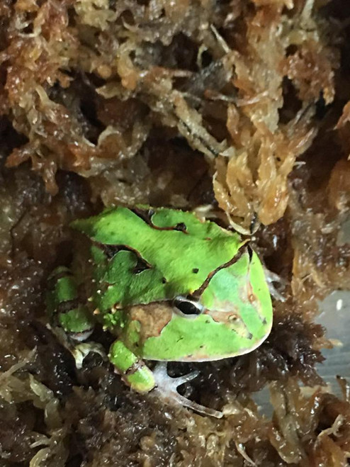 Baby Green Suriname Horn Frogs for sale | Snakes at Sunset