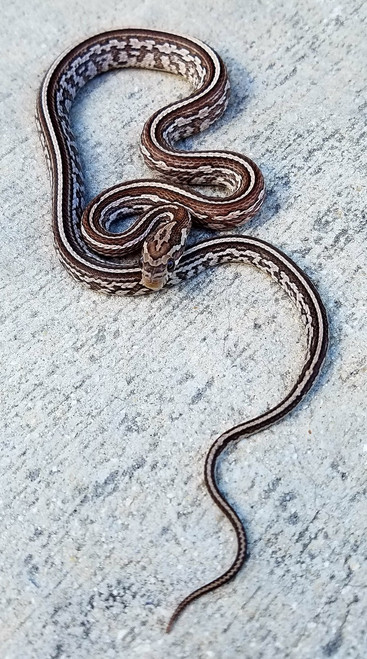 Anerythristic Tessera Corn Snake