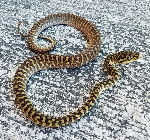 Zebra Carpet Python for sale