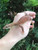 Ackie Monitor ( Varanus acanthurus) - RED
