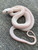 Blue  Eye Leucistic Texas Rat Snake for sale