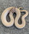 Super Anaconda Phase Hognose for sale