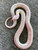 Albino Banana Cal King snake for sale