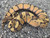 Enchi Ghost Ball Python for sale