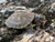 Three Toed Box Turtle for sale 