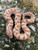 Toffee Anaconda Western Hog Nose for sale