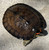 Spot Legged Wood Turtle