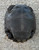 Black Mountain Tortoise for sale 