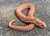 PPA Hognose for sale