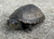 Eastern Mud Turtles for sale